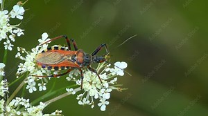 Predatory Red Assassin Bug (Rhynocoris iracundus) on white flowers, medium shot.