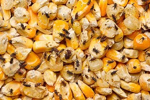 The Maize Weevil: From Pest to Protein that could Strengthen Tortillas (and Even Your dog’s Food)