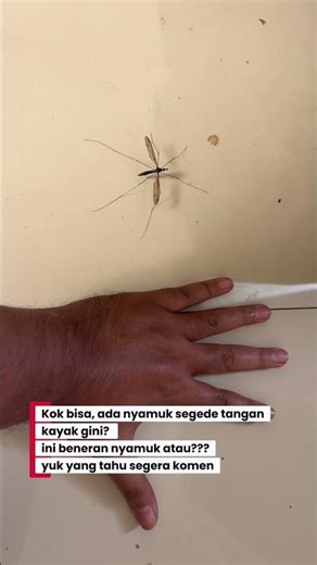 Kok bisa ada nyamuk sebesar ini?kira2 ini beneran nyamuk atau serangga lain? kakinya 6#dryobertanya