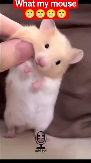What aaa reaction my cute mouse #funny