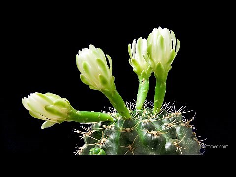 Cactus Flowering Timelapse