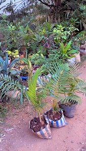 On va acheter des fleurs pour la maison 🤭 Clic ici 👉🏼 http://bit.ly/3XexxHo et joue à 1x bet en utilisant le code promo 👉🏼 237Club | LETICIA NDJASSI