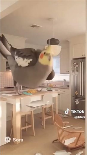 #cockatiel #memes #birds