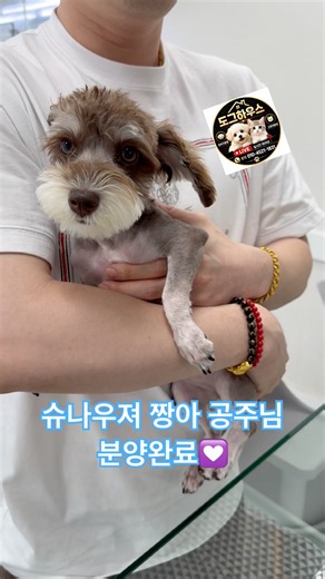 귀한 초코색의 미니어쳐 슈나우져 공주님은 가족을 만났어용😍실시간 라이브는 저녁 10시💝#라이브 #강아지 #강아지분양 #반려견 #dog #반려동물 #슈나우저 #puppy