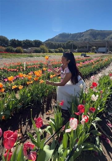 Visit the Charming Tulip Farm in Carmel Valley
