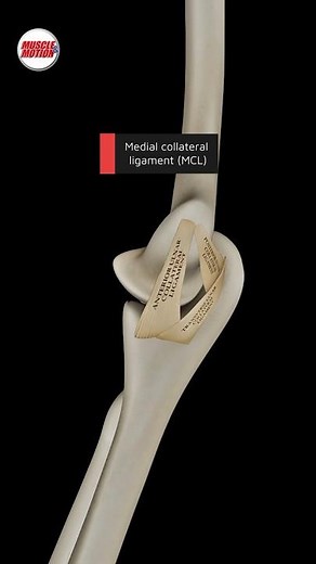 Medial Collateral Ligament (MCL) #mcl