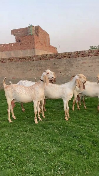 Shouqeen Goat Farm – Cute Goats at Shoq ❤️ Goats