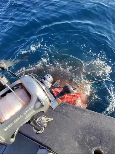Giant school of sharks got ahold of our yellowfin this is a prime example of why we try and land our yellowfin within 10-15 minutes