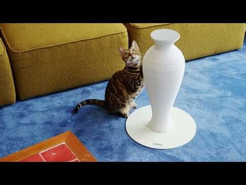 How cats use a scratching post？