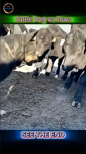 Cattle Dog vs Cows: Who’s the Real Boss on This Farm?