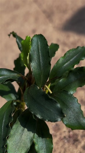 bucephalandra_owner on TikTok