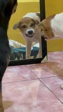 Dog Sees Himself in the Mirror… His Reaction Is Hilarious 😂 #shorts