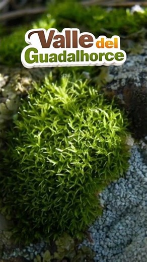 El musgo sobre rocas: la alfombra verde de la naturaleza sobre cualquier superficie