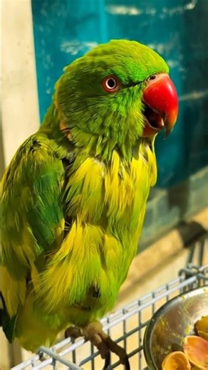 mai mittu bolne wala mittu #talkingparot #parrot #talkingparrot #funny