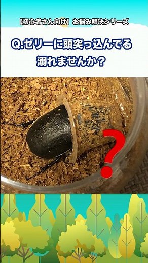 Q.ゼリーに頭突っ込んでる溺れませんか？【初心者さん向け】お悩み解決シリーズ！#クワガタ #カブトムシ #クワカブ #飼育方法