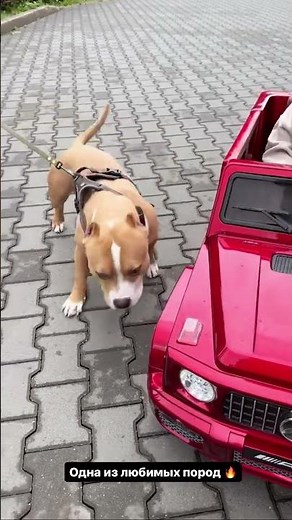 АРАЙ ЧОБАНЯН И ДАВИДИК #shorts #иринапинчук #арайчобанян #funny #baby #таня #love #юмор #family #cak