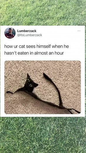 Hilarious Cat Memes: When Your Cat Thinks It's Starving!