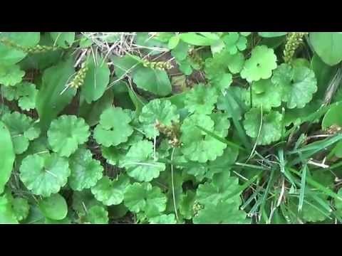 creeping charlie has medical benefits