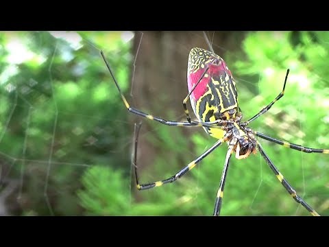 ジョロウグモ（女郎蜘蛛 学名: Nephila clavata）クモ