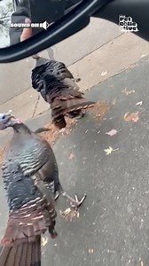 Let's hope those turkeys have good insurance! 🤣🚙🦃 #Turkey #Wildlife #Funny | Try Not to Laugh