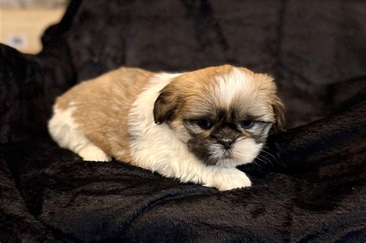 Mateo - Lhasa Apso Puppy 728A8D