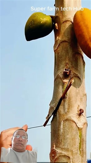 Dwarfing papaya tech