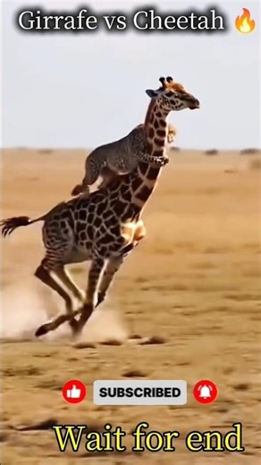Cheetah 🐆 vs Giraffe 🦒 | Speed vs Power | Who Wins in the Wild?#wildlifebattle #CheetahVsGiraffe#fyp