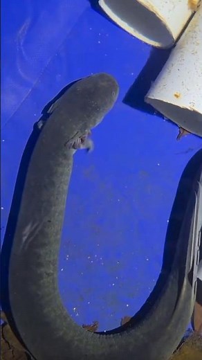 Axolotl Facts: This Animal Can Regrow Its Brain?!”