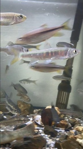 餌用川魚として売られていたオイカワが綺麗過ぎる。#アクアリウム#charm#チャーム#水槽部屋#日淡#日本淡水魚#オイカワ#カワムツ#川魚#ヨシノボリ#ウグイ#タナゴ#レイアウト水槽#レイアウト
