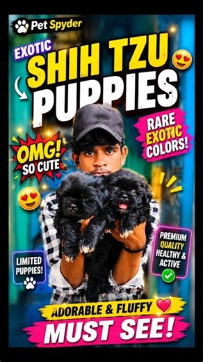 Exotic Color Shih Tzu Puppies 😍 Must See! #Shorts