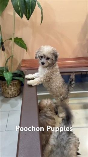 “Irresistible cuteness bundled in fur – meet our charming Poochon puppies!"