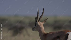 Close up pan of a Thomson's gazelle's (Eudorcas thomsonii) head as it walks across the savannah during the morning in Africa.