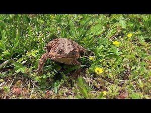 Meet the American Toad