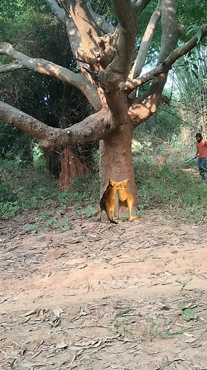 Catching kangaroo | Srikanta Dehury