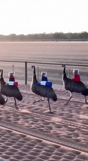 Emu Racing, Ridden By Koala's! Can You Imagine 🤣🤣🤣 #koala #emu #horseracing #Straya #aigenerated #AI | Straya M8