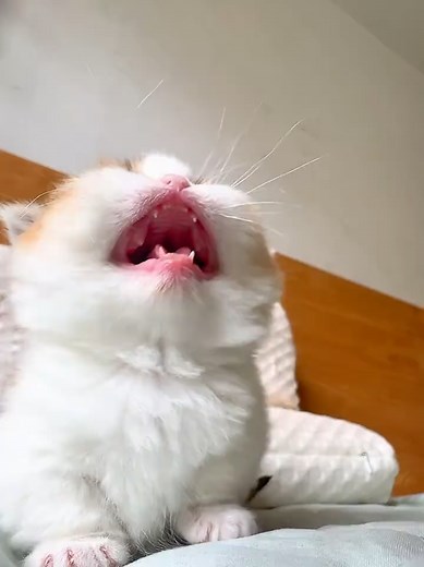 Cute Kitten Meowing: Cute Cat Sounds and Adorable Cat Pic