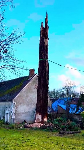 A day of High-altitude Logging #satisfying #oddlysatisfying #fyp #asmr #tree | Qayupore Inc