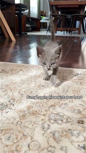 Bunny hops #cat #kitten #cutecat #funnycats