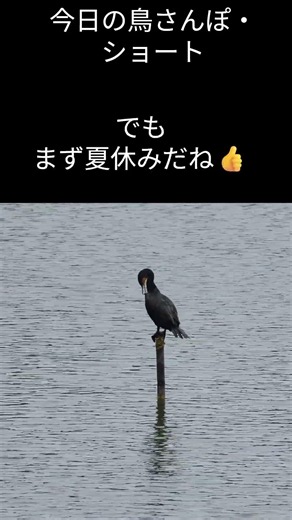 今日の鳥さんぽ・ショート 260624 パタパタカワウ #birds,#鳥,#バードウォッチング,#今日の鳥さんぽ,＃いやし,#カワウ
