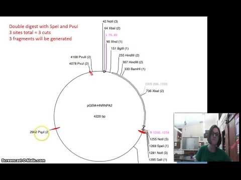 How to read a vector map for a restriction digest