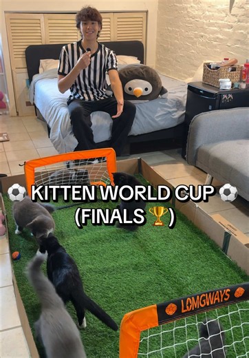 did you guess correctly? #worldcup #funnycat #cutecat #catdad #creatorsearchinsights