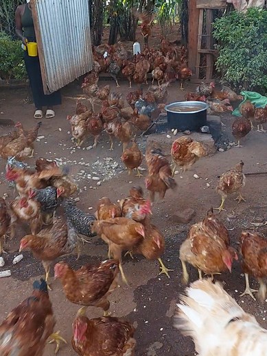 Natural Poultry Farming Techniques for Sustainable Chicken Care