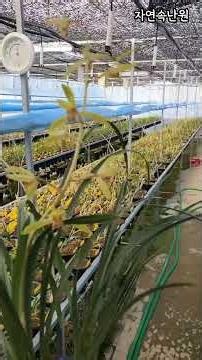 Please enjoy the lovely fragrant Ilgyeongguhwa flowers~^^