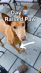 137K views · 7K reactions | Day 2️⃣: 3 Reasons for a Raised Paw My How to read Dog body language series Today we’re breaking down the raised paw — and why it doesn’t always mean your dog is “begging.” | MK9Plus_Dogs | Facebook