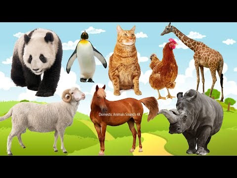 Funny animals, animals sounds: Panda, Penguin, Cat, Chicken, Giraffe, Sheep, Horse, Rhino