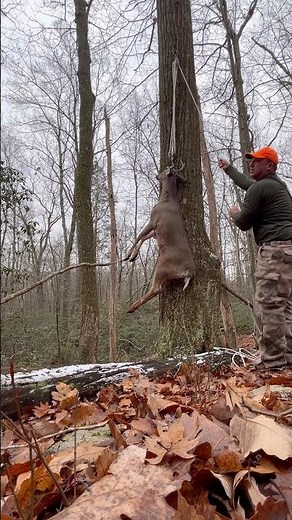 Hanging a Connecticut buck in the forest. #deer #deerhunting #buck #whitetail