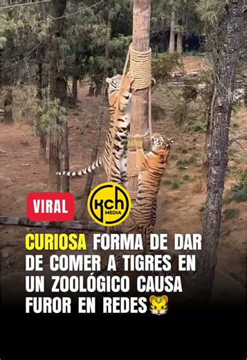 Curiosa forma de alimentar tigres en zoológico