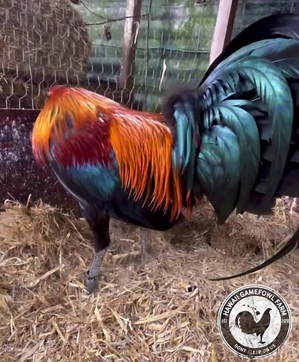 Diesel Mels Base Blood | Hawaii Gamefowl Farm Highlights