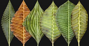 Creating a Leaf Generator in Substance 3D Designer