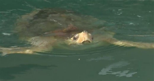 Miami Seaquarium set to close